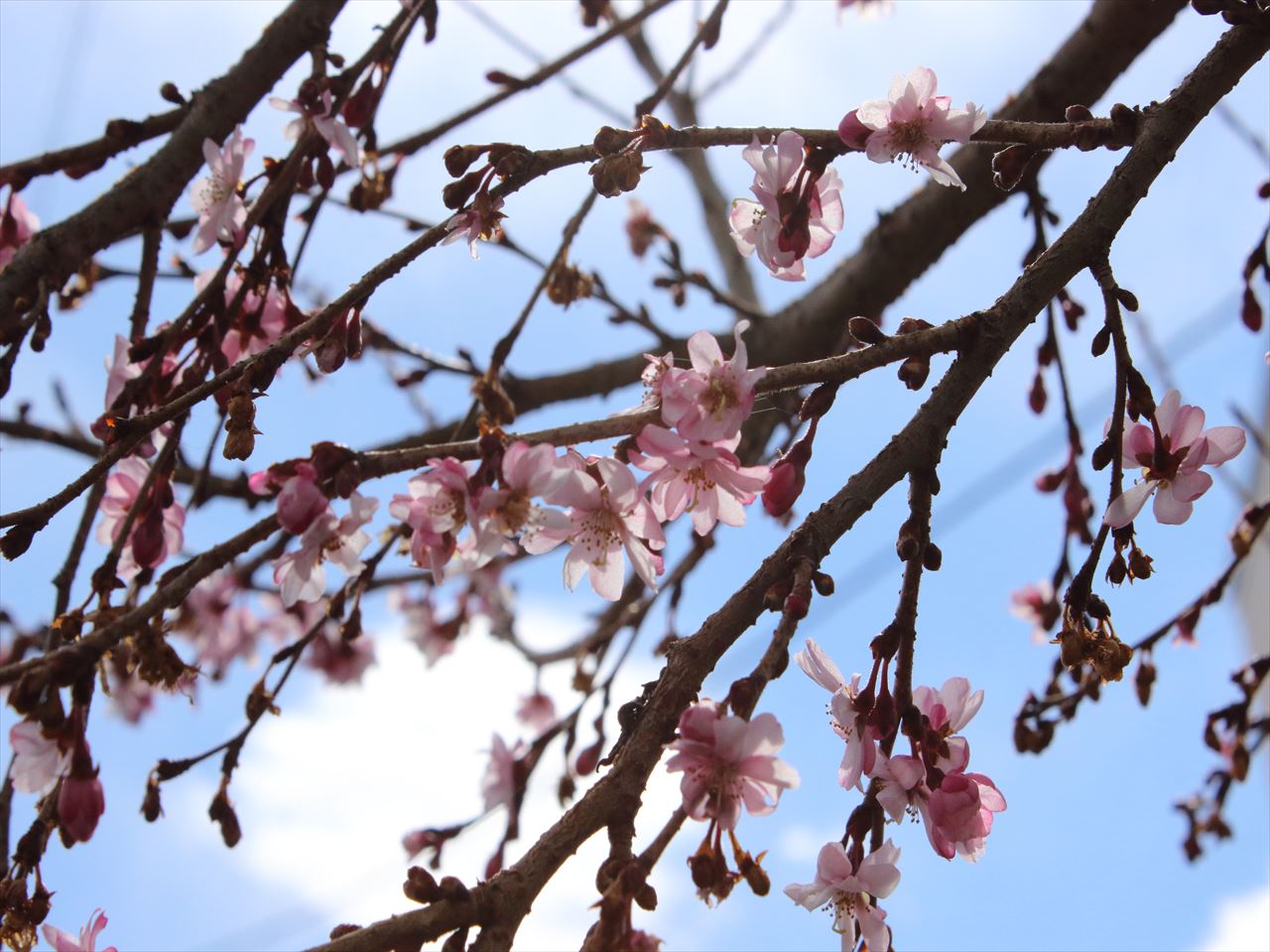 160321-130620-四季咲き桜２