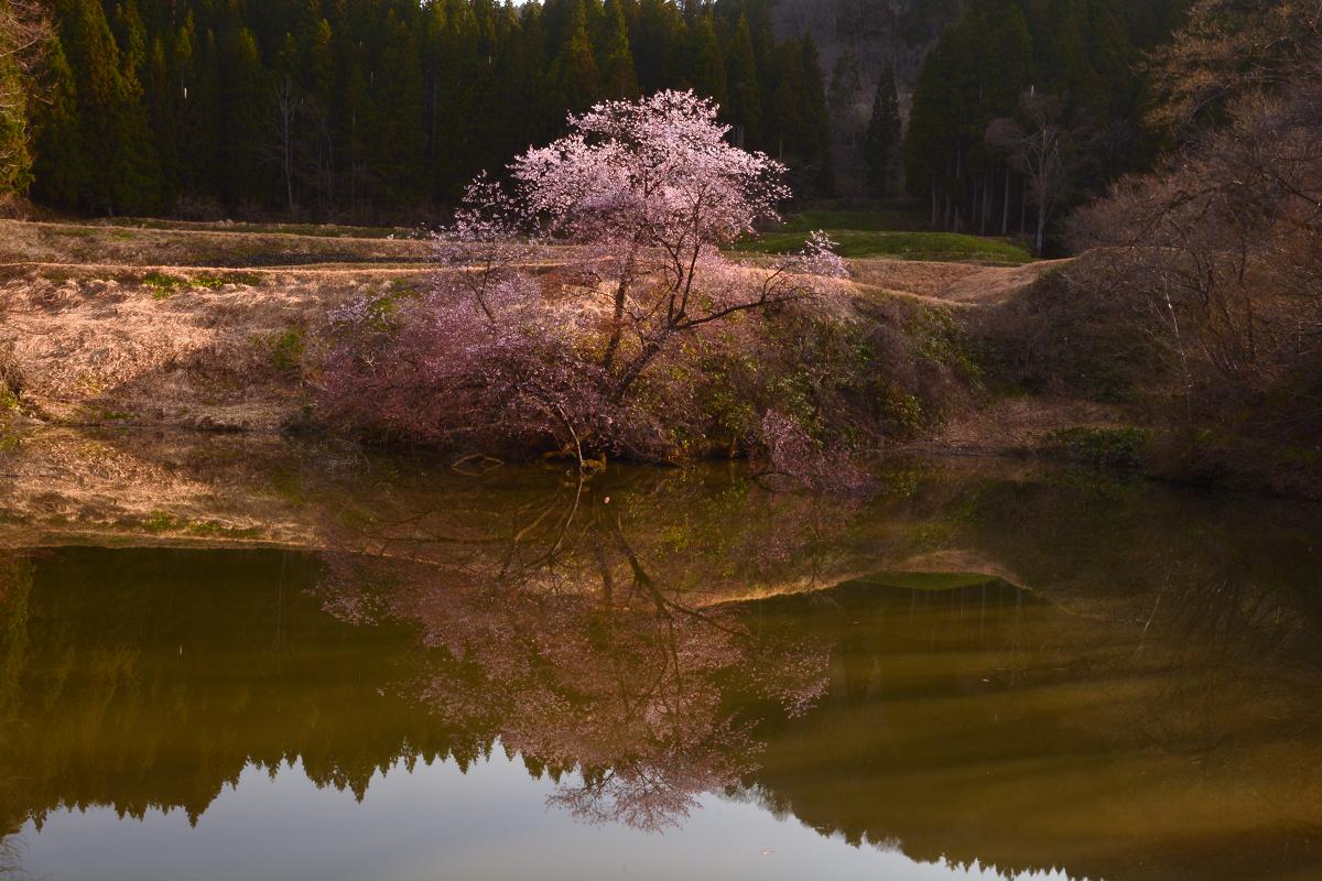 鏡桜2