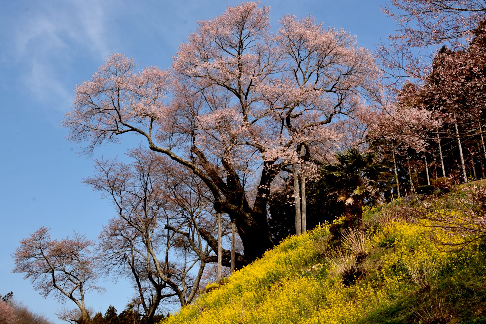 10東和・祭田の桜