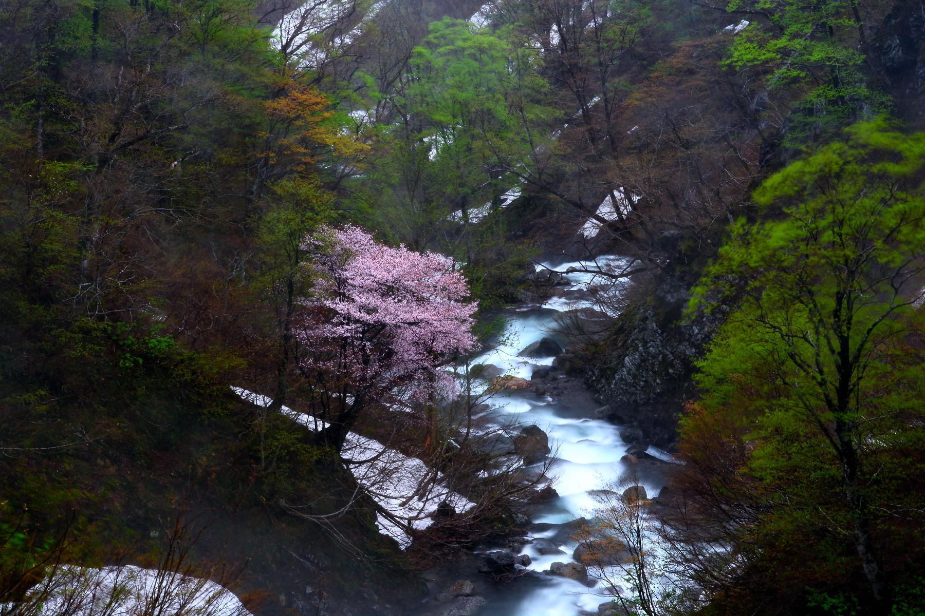 月山渓谷桜8