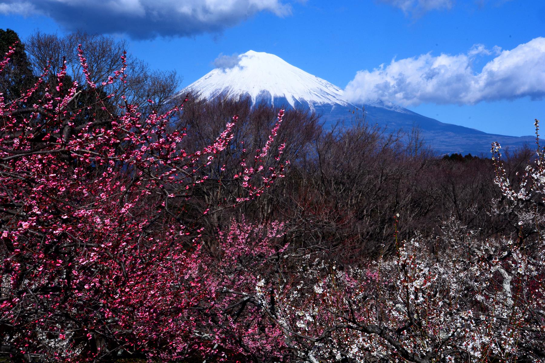 富士山と梅の花