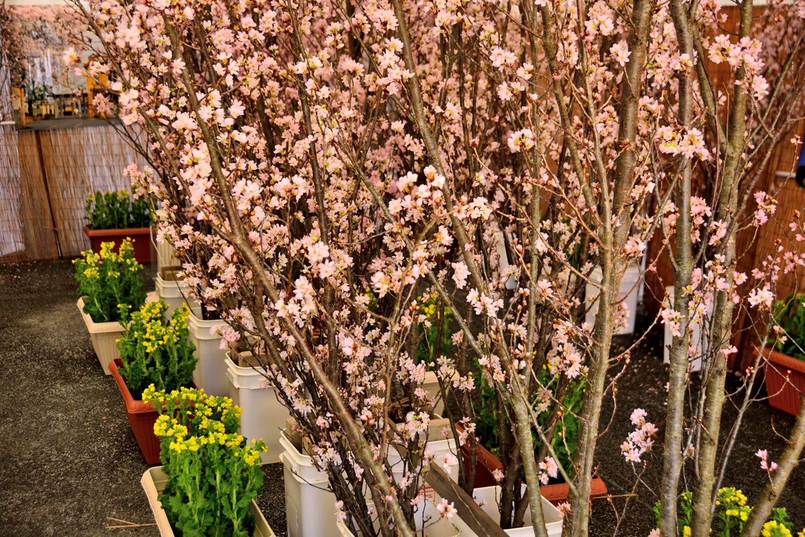 啓翁桜と菜の花1