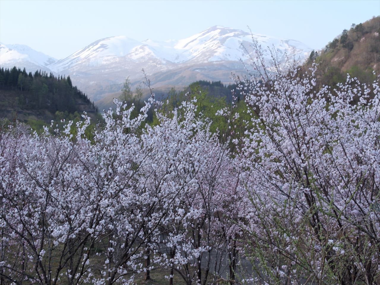 10月山と桜１_R