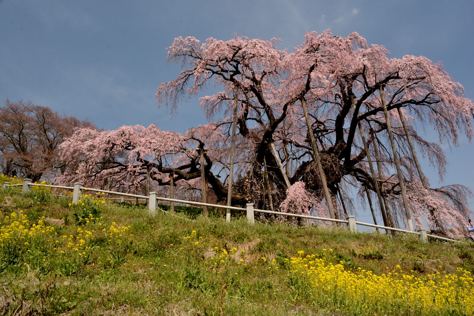 12滝桜