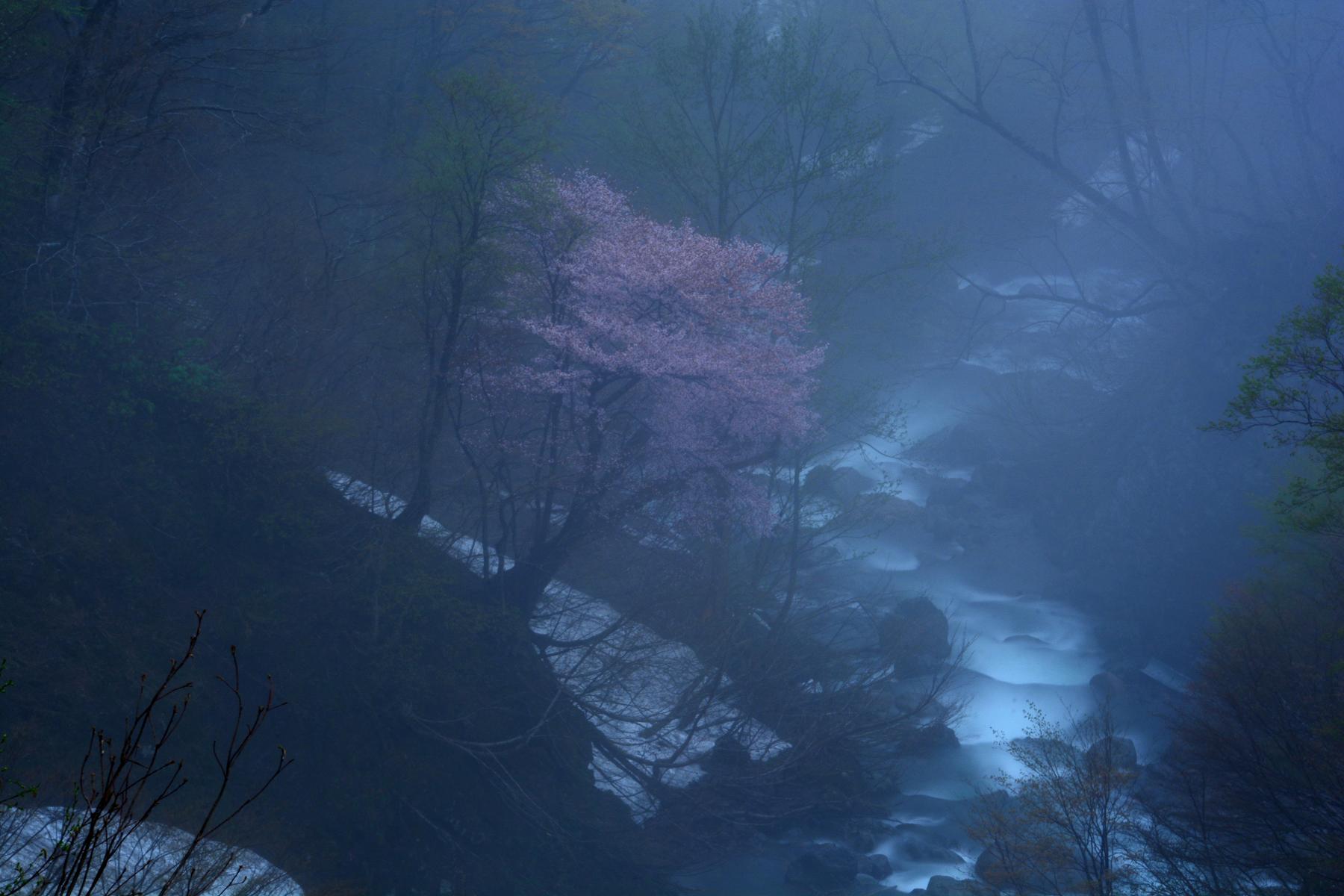 月山渓谷桜2