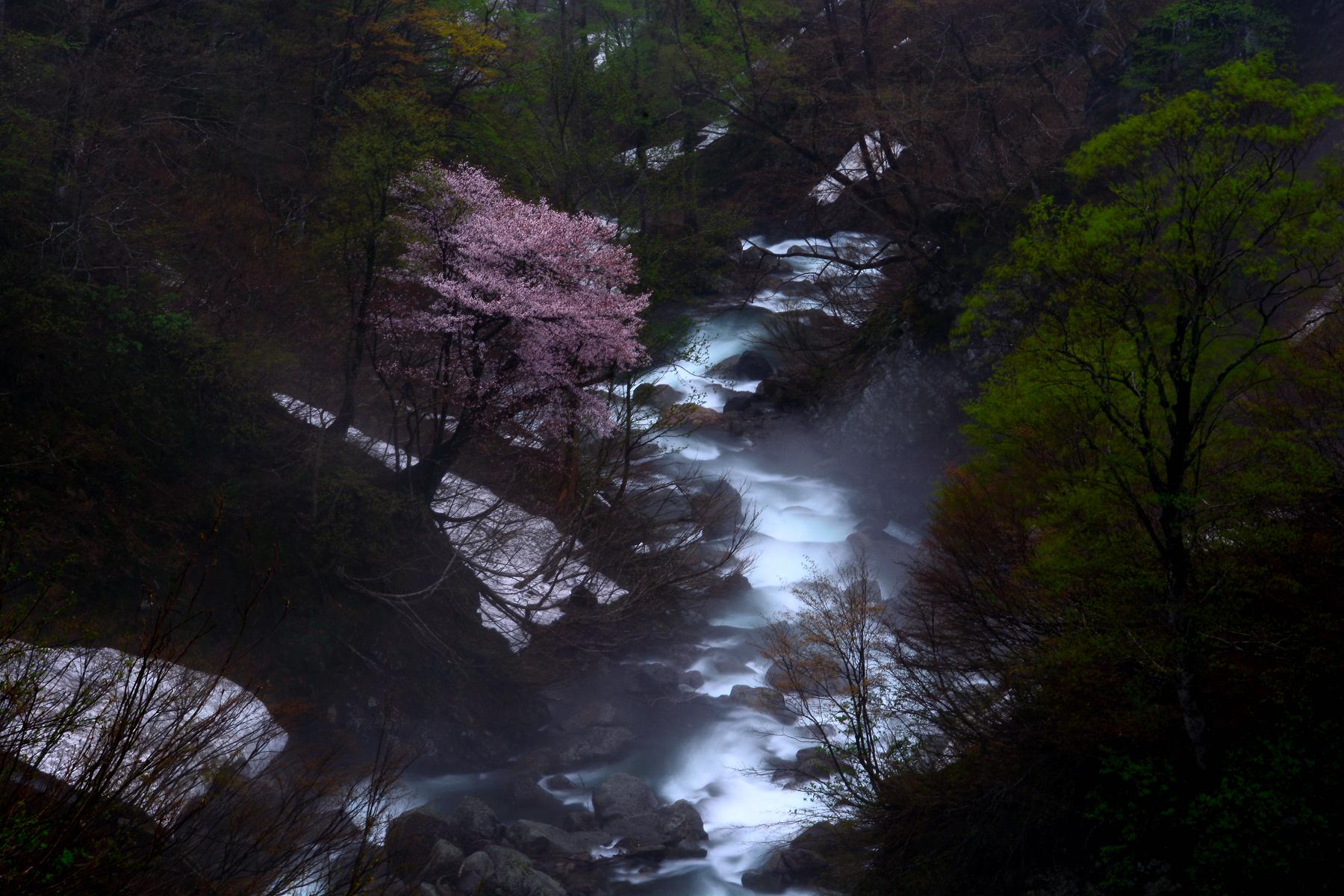 月山渓谷桜7
