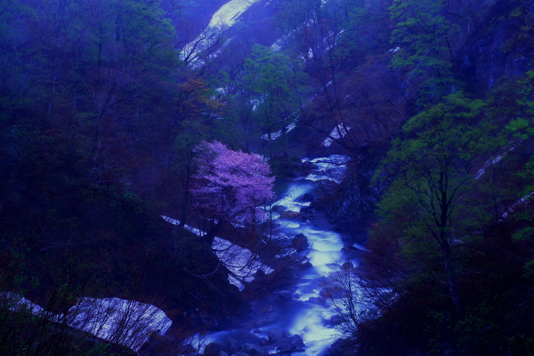 月山渓谷桜9