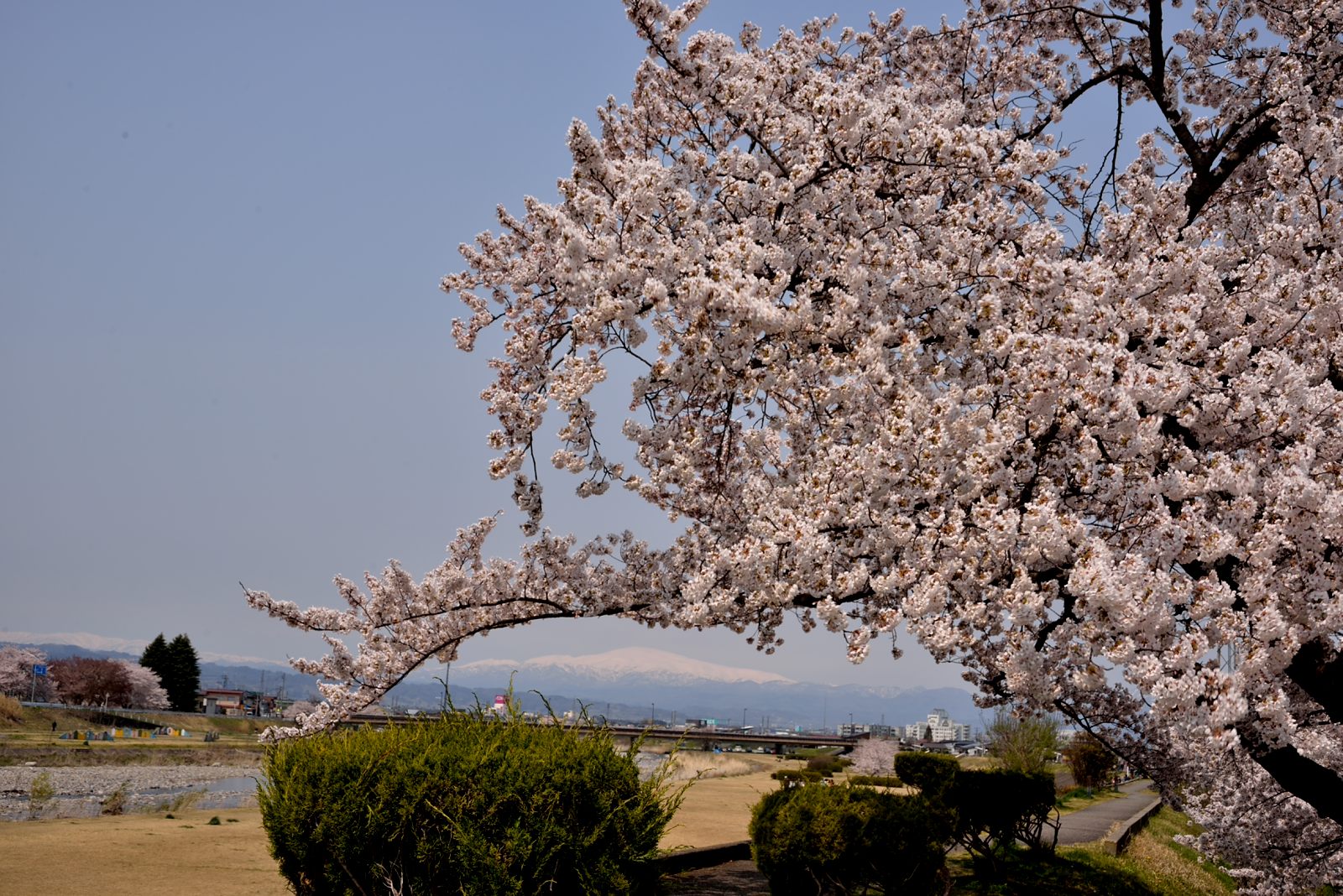 桜と月山