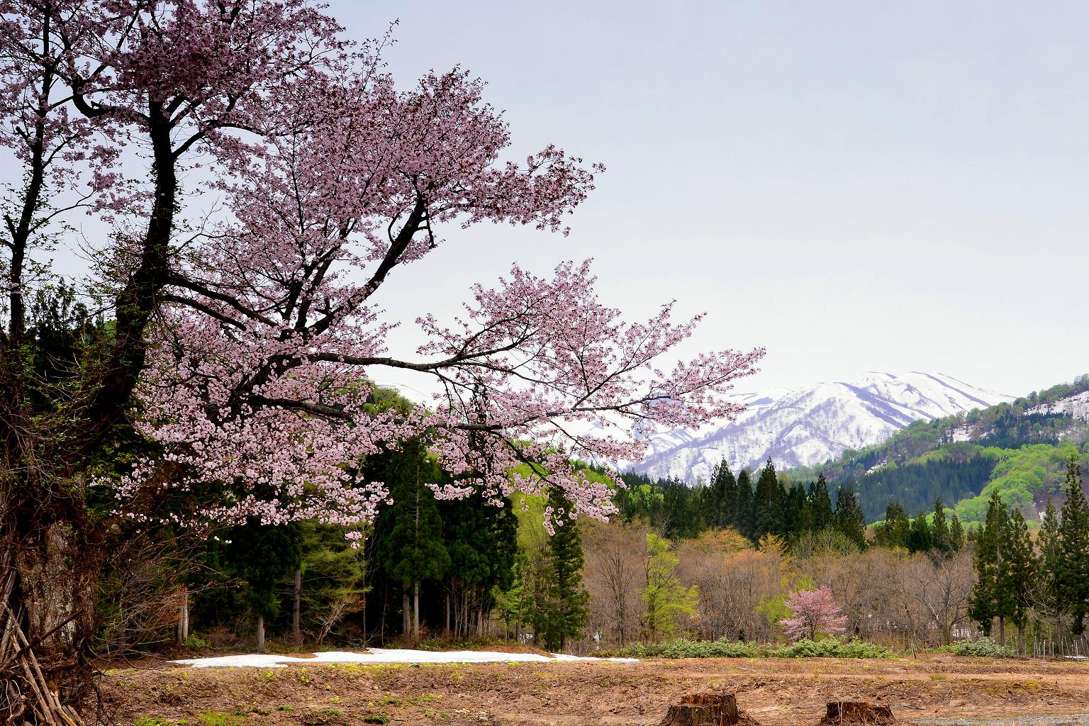 大井沢桜