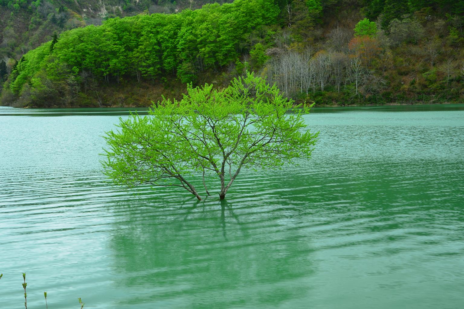 白川ダム湖12