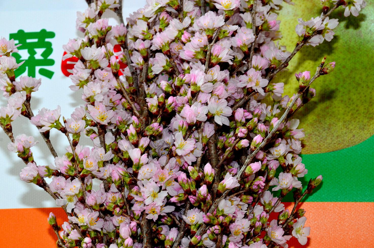 金賞　桜