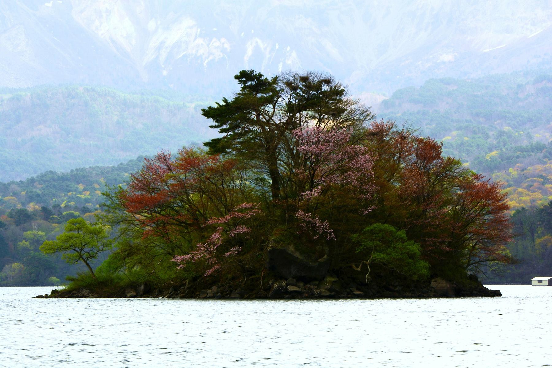 桧原湖桜島3